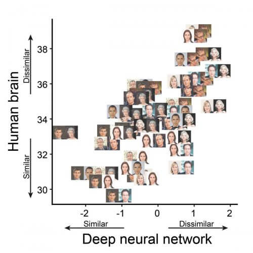 Pairs of facial images placed in the diagram according to the degree of similarity between the images. The vertical axis shows data from a human study; The horizontal axis - from the deep neural network. Most of the pairs are arranged in a diagonal line, a fact that indicates a similarity between the coding of the face in the brain and the artificial network. For example, Woody Allen and Marilyn Monroe code in a very different way from each other both in the brain and in the network - and in the diagram this is reflected by the fact that they are high on both axes