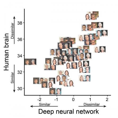 צמדים של תמונות פנים הממוקמים בתרשים לפי מידת הדמיון בין התמונות. הציר האנכי מציג נתונים ממחקר בבני-אדם; הציר האופקי – מהרשת העצבית העמוקה. רוב הזוגות מסודרים בקו אלכסוני, עובדה המצביעה על דמיון בין קידוד הפנים במוח וברשת המלאכותית. למשל, וודי אלן ומרילין מונרו מקודדים באופן מאוד שונה זה מזה גם במוח וגם ברשת – ובתרשים הדבר בא לידי ביטוי בכך שהם נמצאים גבוה בשני הצירים