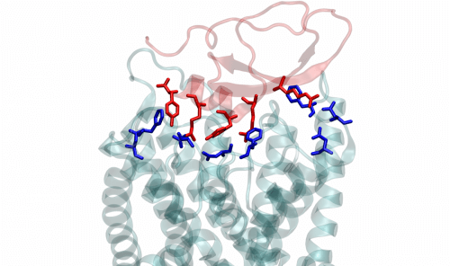 XNUMXD structure of a protein segment (grey-light blue) in a potassium channel that interacts with toxins secreted by the venom cone (red and blue)