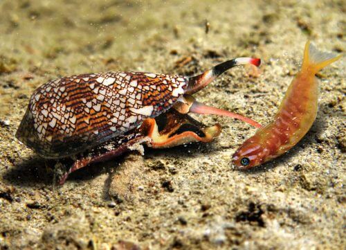 A venomous cone in action. Quickly and efficiently eliminates fish, worms and other bystanders that peck in its path