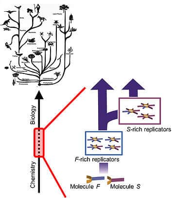 Chemical evolution according to Dr. Markovich. Just as species differentiation occurs in biology, so it can also occur in chemistry