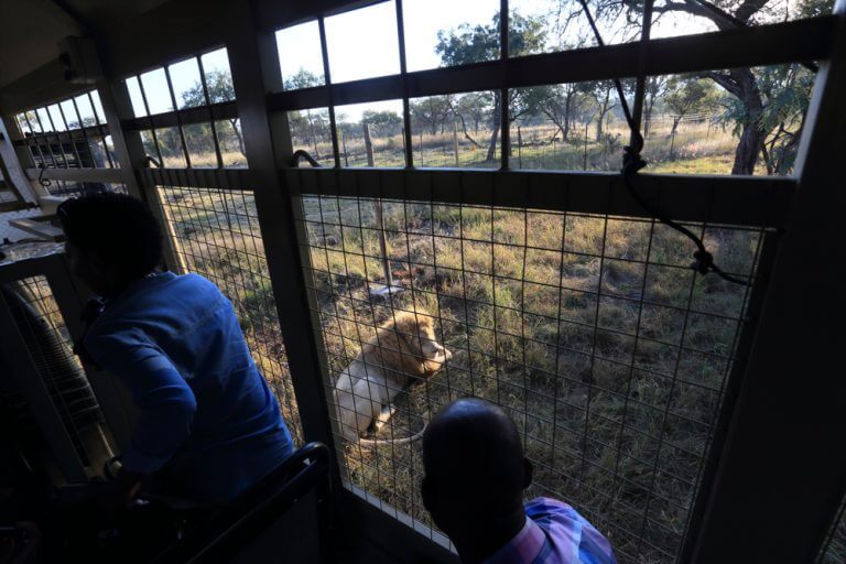 חווה לגידול אריות לציד בדרום אפריקה. צילום: shutterstock