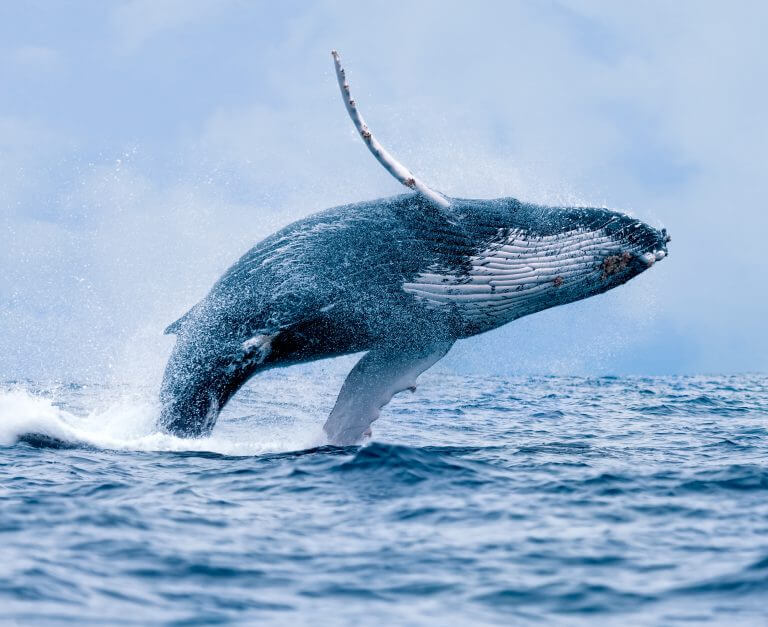 A large fin whale. Photo: shutterstock