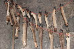 עצמות גפיים של אייל במהלך איחסון לצורך ביצוע הניסוי. צילום: רות בלסקו