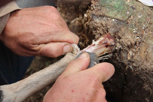 סימני ביתור, חיתוך וניפוץ על עצמות גפיים של יחמורים ממערת קסם.  צילום: רות בלסקו