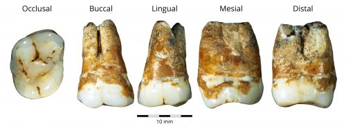 (Right to left): An upper and lower molar found in Menot Cave. dating back to 38,000 years before our time. The teeth show a combination of characteristics. Photo: Dr. Racheli Sharig