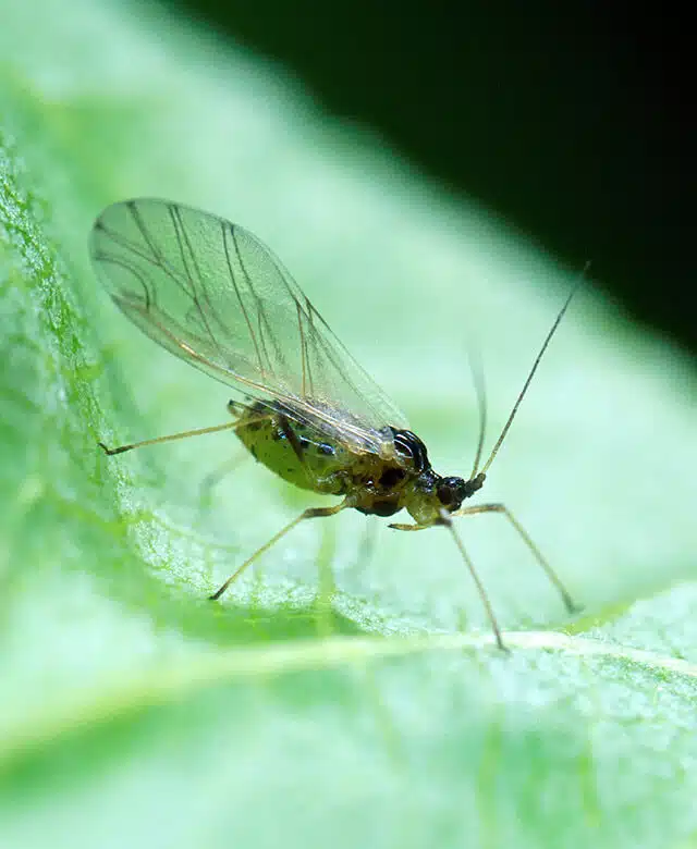 The aphid Myzus persicae. Harms crops of potatoes and peaches. Photo: Scott Bauer