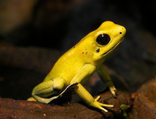 Golden Arrow Frog. Photo: Wilfried Berns - first upload in de wikipedia on 10:37, 28. Apr 2006 by Wilfried Berns Tierdoku.com , CC BY-SA 2.0 de , link