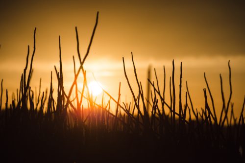 Mangrove forests. A means of preventing seawater flooding. Photo: shutterstock