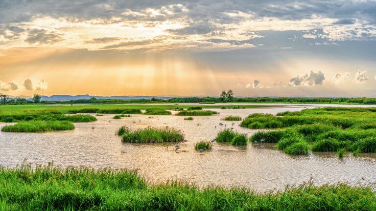 שטחים לחים ב-Thalaynoi, Phatthalung, Thailand. צילום: shutterstock