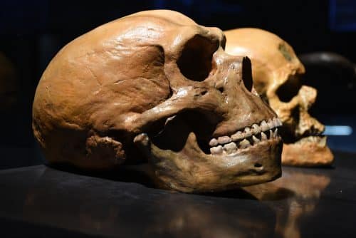 Skull of a modern man (back) and a Neanderthal man. Photo: shutterstock