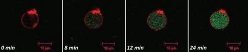 ייצור חלבונים בתוך תאים מלאכותיים על ציר הזמן. צולם במיקרוסקופ קונפוקלי. באדיבות הטכניון.