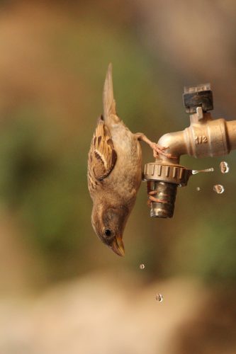 The house sparrow. Photography: Ehud Fest