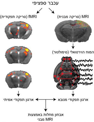 Using the "virtual brain" to simulate functional organization based on structural connectivity and comparing it to functional organization as measured by fMRI. This development will make it possible to base the diagnosis of diseases on a simulation based on routine MRI scans. Prof. Itamar Kahn's lab, Technion