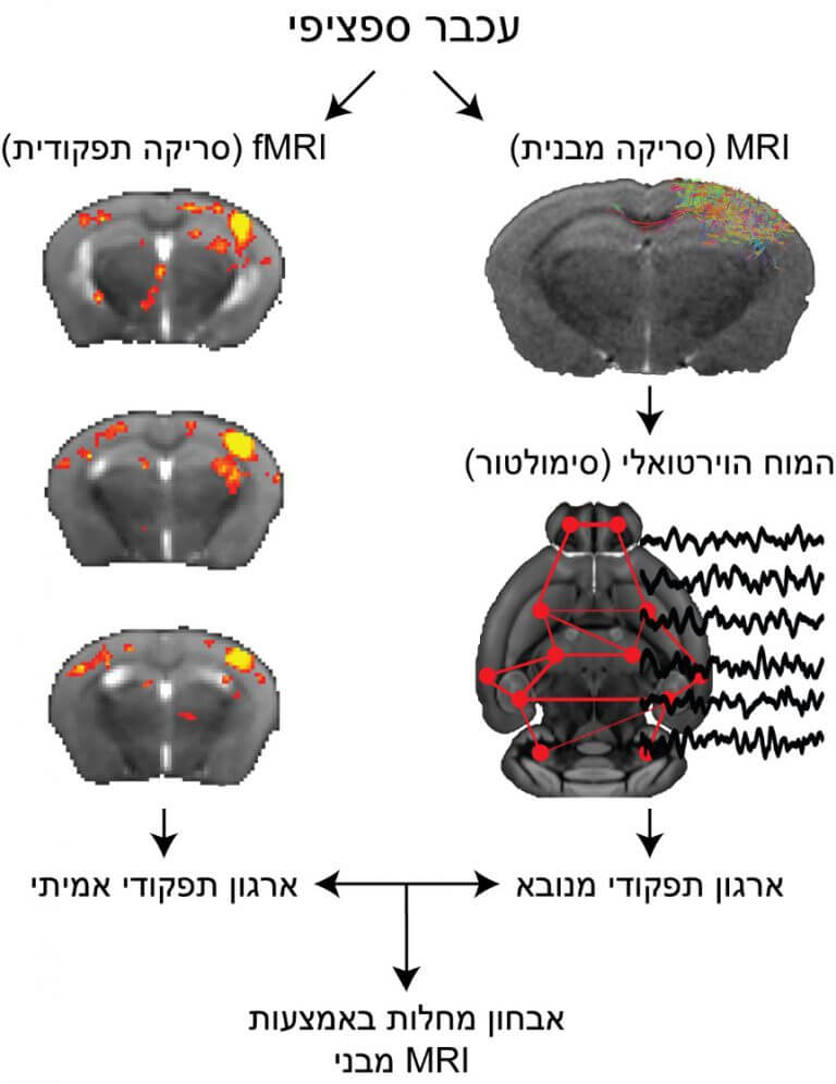 שימוש ב"מוח הווירטואלי" לסימולציה של ארגון תפקודי על בסיס קישוריות מבנית והשוואתה לארגון תפקודי כפי שנמדד ב-fMRI. פיתוח זה יאפשר להתבסס באבחון מחלות על סימולציה המבוססת על סריקות MRI שגרתיות. מעבדתו של פרופ' איתמר קאהן, הטכניון