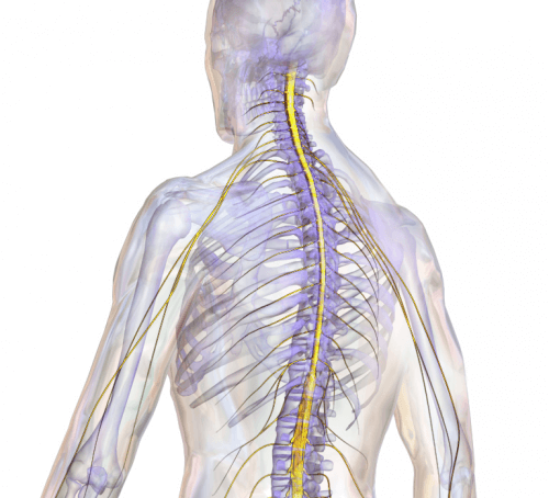 מחקרי המשך שיובילו ליישום טכנולוגיה של שיקום חוט השדרה בבני אדם. אילוסטרציה: BruceBlaus, Wikimedia.