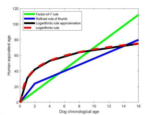 בגרף שלהלן, אפשר לראות את הפעולה של הלוגריתם הטבעי בהמרה של השנים שכלב חי (גיל הכלב) לגיל האנושי שווה הערך בעקומה האדומה המקווקוות. איור: כריסטיאן ייטס