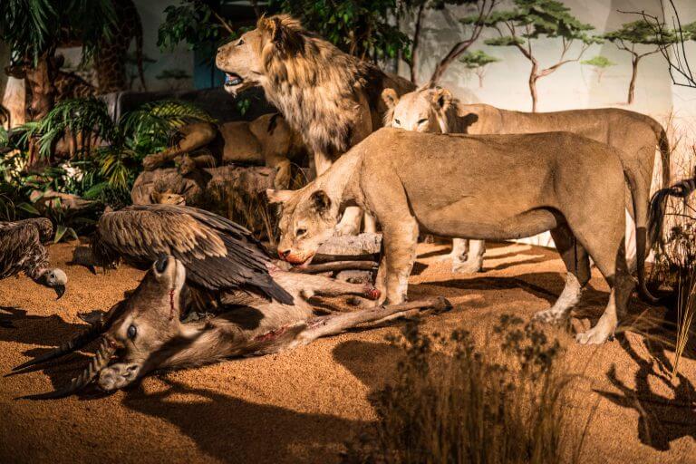 A family of stuffed lions at the Natural History Museum of Geneva, Switzerland. Photo: shutterstock