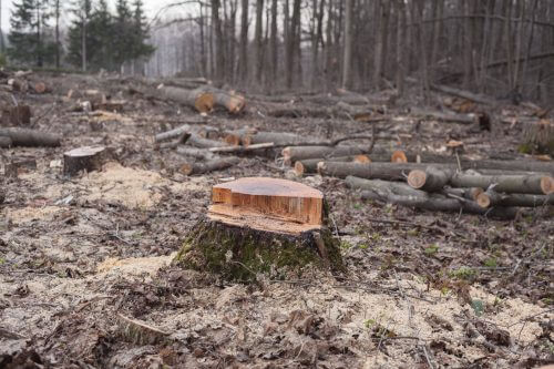 כריתת יערות, אחת הסיבות לשחיקת קרקעות. צילום: shutterstock