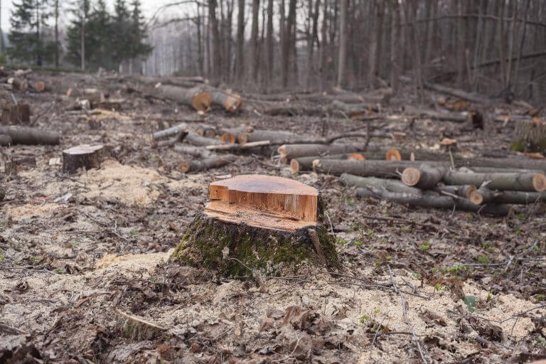 Deforestation, one of the causes of soil erosion. Photo: shutterstock