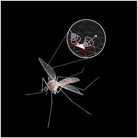 מודל תלת מימדי של יתוש ששימש לעריכת סימולציה שמייצרת הדים של יתושים. איור: מור טאוב