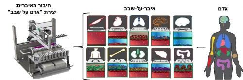 Man on a chip. Illustration: Dr. Ben Maoz's laboratory, Tel Aviv University