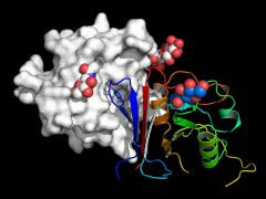 החלק הפעיל של המולקולה "ארנספט" (חוטים בצבעי הקשת) נקשר לקולטן של הנגיף מצ'וּפּו (באפור). מלכודת דבש