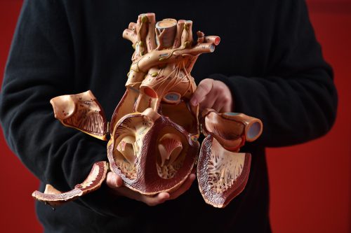 Creating a model of atrial fibrillation in the engineered atrial tissue, and mapping the electrical activity in this model. In the left column, a disturbance resulting from the formation of "rotors" is shown, and in the right column - the cessation of the disturbance and a return to a normal rhythm through the use of existing and new drugs. Photo: Nitzan Zohar, Technion Spokesperson