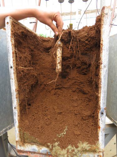 جهاز استشعار للكشف عن تركيزات النترات في التربة. الصورة: جامعة بن غوريون