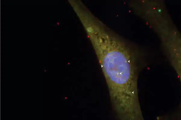 يتم التعبير بشكل رئيسي عن أجزاء مختلفة من جين المطارد (النقاط المميزة بالأسهم) في نواة خلية جنين الفأر (المميزة باللون الأزرق). تدعم هذه الحقيقة الفرضية القائلة بأن المطارد متورط في التحكم في نشاط الجينات