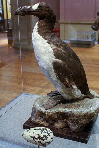 A well-preserved oak detail on display at the Kelvingrove Museum in Glasgow. Mike Pennington / Wikimedia Commons, CC BY-SA