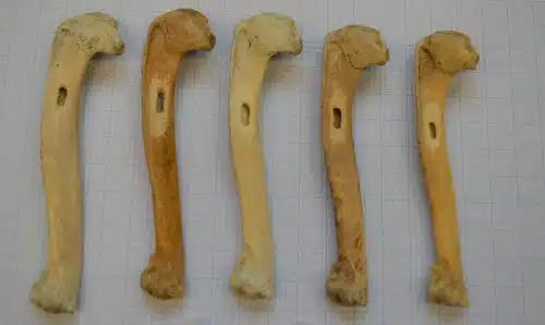 The bones of a large oak from which an ancient DNA sample was taken that proved that man caused the extinction of the species that was common until a century ago. Photo: Jessica Thomas, courtesy of the author.