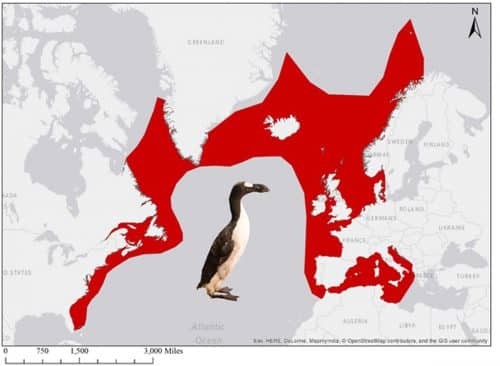 איזור תפוצתו של האוק הגדול - הפינגווין של חצי הכדור הצפוני, לפני שנכחד על ידי האדם. צילום: Esri, Garmin, NOAA NGDC and others, CC BY