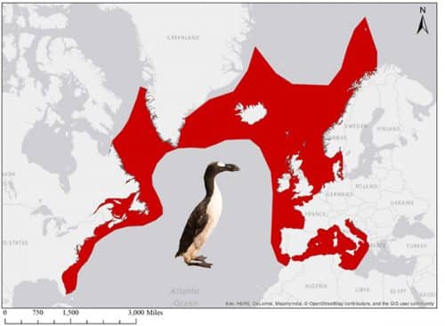 The distribution area of ​​the Great Auk - the penguin of the Northern Hemisphere, before it became extinct by man. Photo: Esri, Garmin, NOAA NGDC and others, CC BY