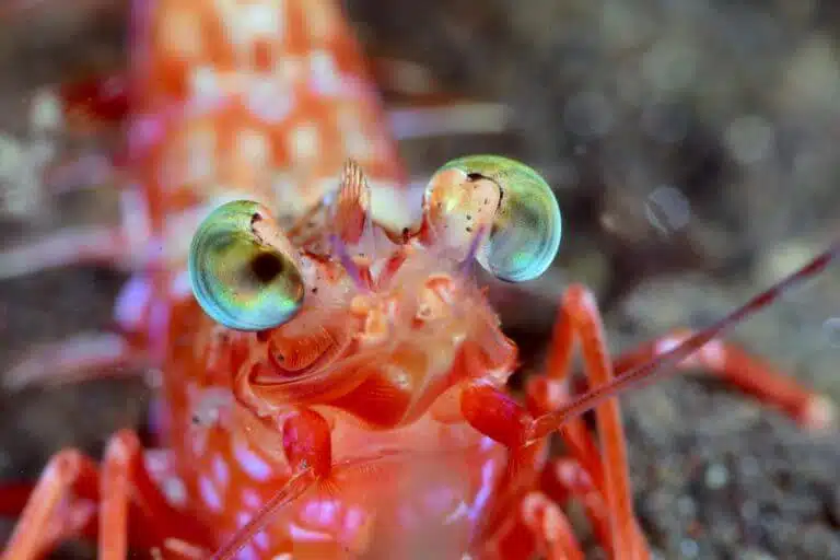 Hasilon's eyes - watching the bottom of the sea even in the dark. Photo: shutterstock