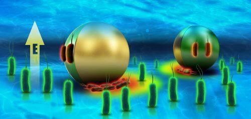 Illustration image: selective capture of bacteria, their transport and electroporation (red fluorescent marker) using a Janus particle used as a mobile electrode under the application of an electric field. Prof. Gilad Yosiphon, Technion