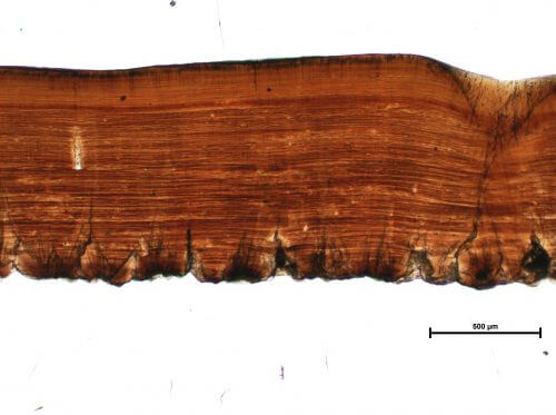 Cross-section of an eggshell of a dinosaur from the species drosaur. Courtesy of Darla Zelinski