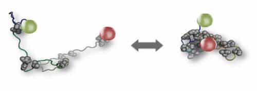 תגים פלואורסצנטיים (באדום ובירוק), המחוברים לקצוות של חלבון לא-מסודר, מאפשרים למדענים לעקוב אחר מבנה החלבון בסביבה משתנה