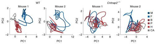 במודל של אוטיזם בעכברים (שני הגרפים מימין) לא נרשם הבדל ברור בין קידוד הריחות החברתיים (גוונים כחולים) לקידוד הריחות הלא-חברתיים (גוונים אדומים), ודפוס הפעילות של תאי העצב היה רועש בהרבה בהשוואה לעכברים רגילים (שני הגרפים משמאל)