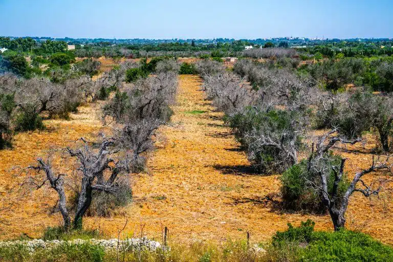 An olive orchard is infected with the bacterium Xylella fastidiosa in the province of Puglia in Italy. The bacterium damages the flow of fluids in the trees and causes dehydration. Photo: shutterstock