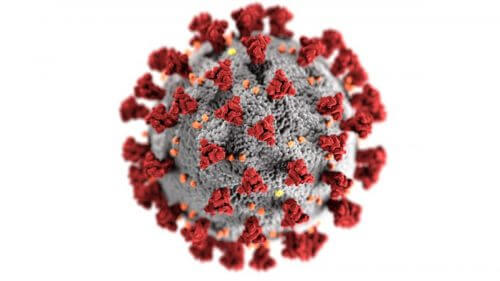 נגיף הקורונה (SARS-CoV-2) עושה שימוש בחלבוני החוד שלו הנמצאים על גבי פני השטח החיצוניים על מנת לחדור לתאים אנושיים. המחשה באדיבות המרכז לבקרת מגיפות ומניעתן בארה"ב (CDC)