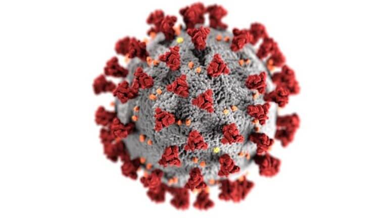 يستخدم فيروس كورونا (SARS-CoV-2) بروتيناته الشوكية الموجودة على السطح الخارجي لاختراق الخلايا البشرية. رسم توضيحي من المراكز الأمريكية لمكافحة الأمراض والوقاية منها (CDC)