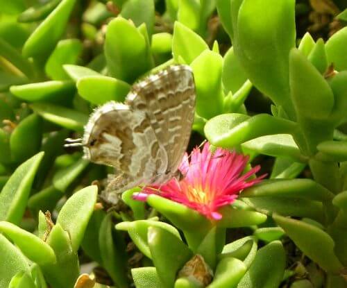 as the Pelargonium flute. New resident in Jerusalem. Photo: M.violante CC BY-SA 3.0