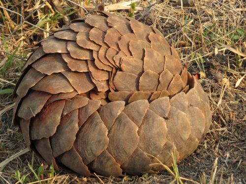 Pangolin in defensive posture. From Wikipedia