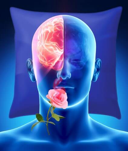 גירוי של ריח ורדים לנחיר אחד בזמן שינה, גרם לחיזוק הזיכרון באותו הצד של המוח. קרדיט: שרון צח