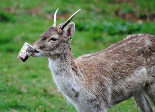 A moose eats a disposable cup that was not thrown in the trash. Photo: Image by Joe Murphy from Pixabay