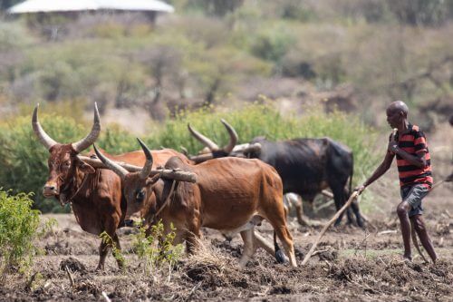 Famine farming in Ethiopia. Photo: Image by D Mz from Pixabay