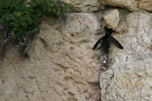 أختي في شقوق الكوتيل. الصورة: فلاش 90 لجامعة تل أبيب