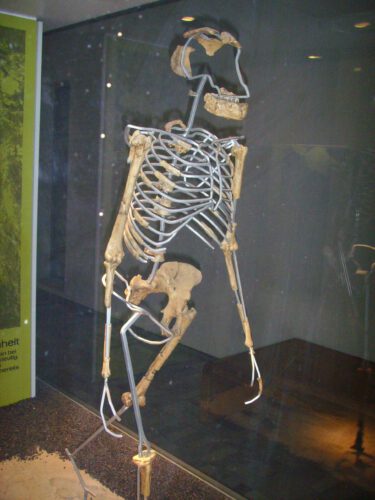 השלד המאובן של "לוסי" שחיה לפני כ3 מיליון שנים: עצם הירך אינה ארוכה בהרבה מעצם הזרוע. מאז ועד "האדם הויטרובי" של לאונרדו צמחו הרגליים הרבה יותר מהידיים. צילום: Gerbil, ויקימדיה