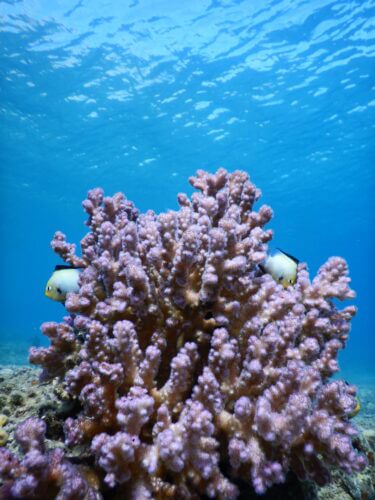 שונית האלמוגים במפרץ אילת. צילום: פרופ' מעוז פיין, אוניברסיטת בר אילן